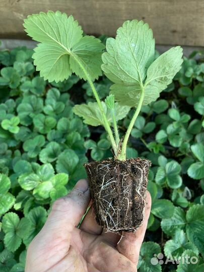 Рассада клубники