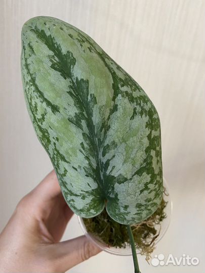 Сциндапсусы сортовые