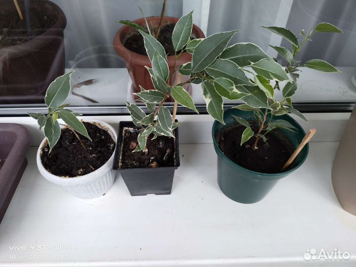 Фикус бенджамина