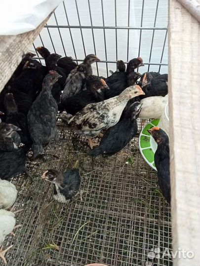 Куры молодки несушки