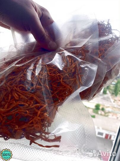 Кордицепс гриб