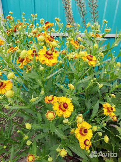 Цветы многолетние, растения