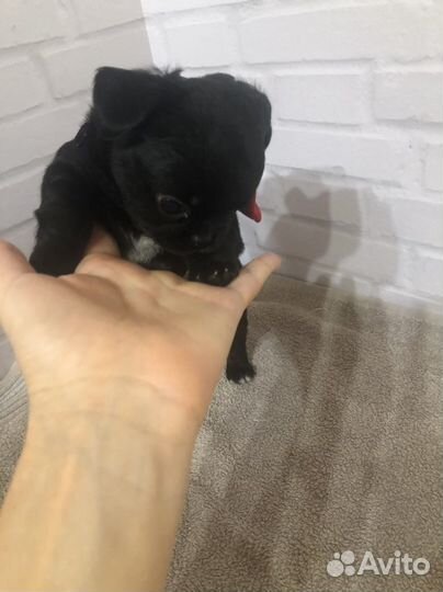 Щенки чихуахуа мини