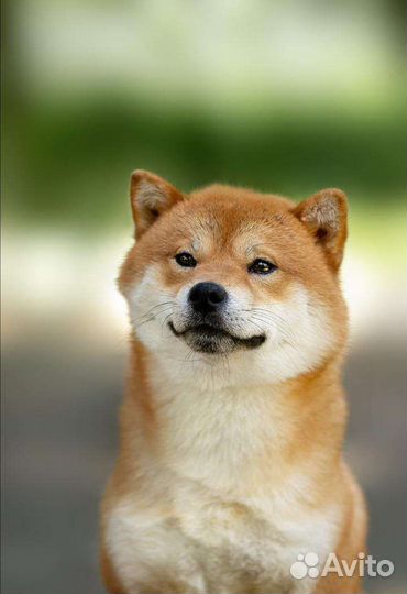 Сиба ину