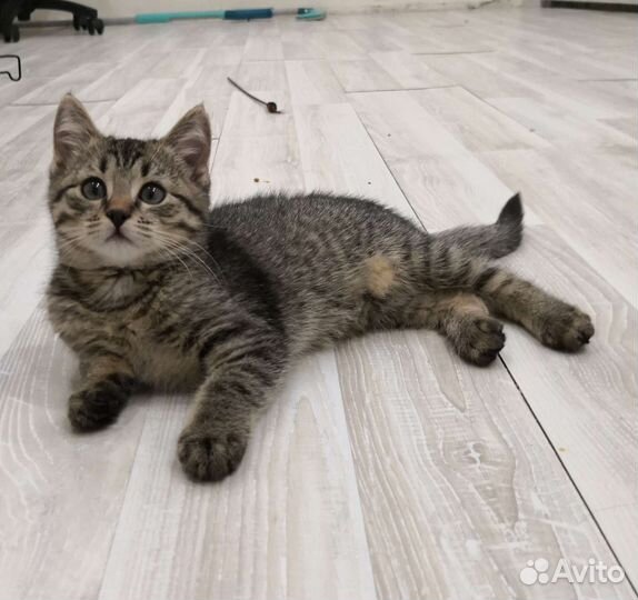 Котенок ищет дом