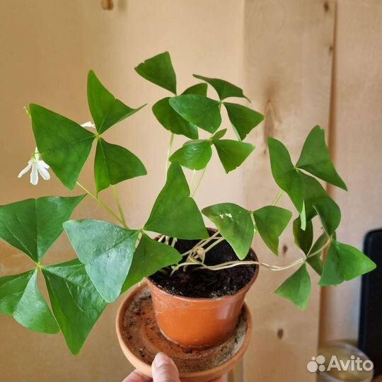 Комнатные цветы