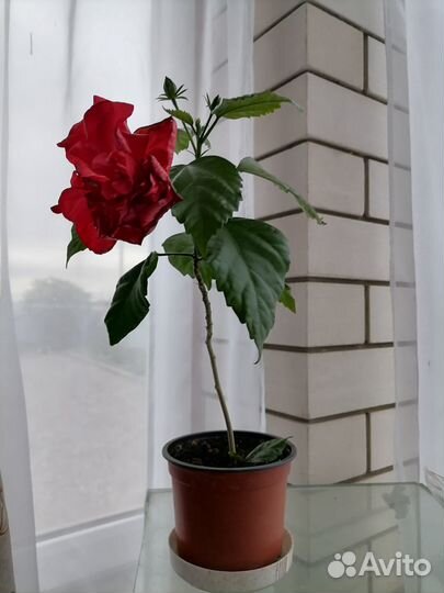 Гибискус китайская роза