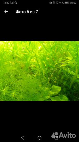 Аквариумные растения