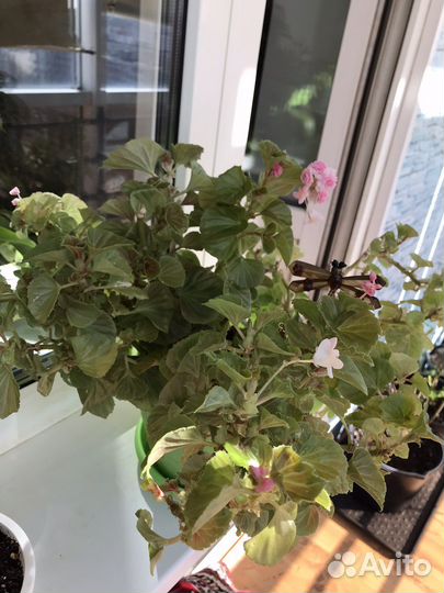 Комнатные цветы