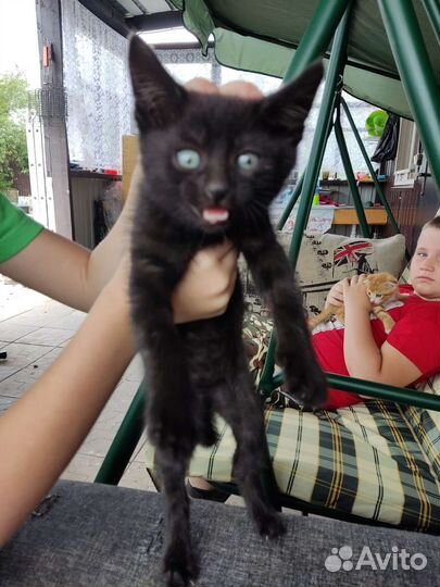 Кошки вислоухие