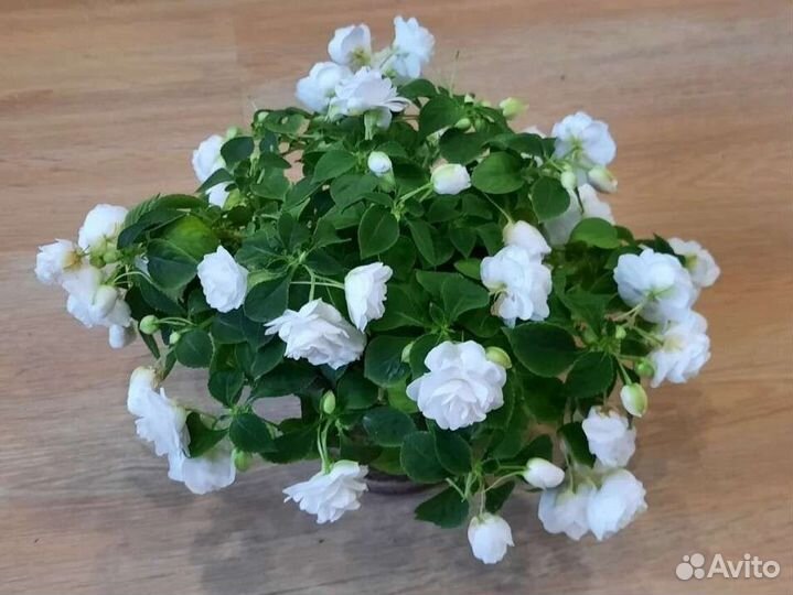 Бальзамин махровый. Ванька мокрый