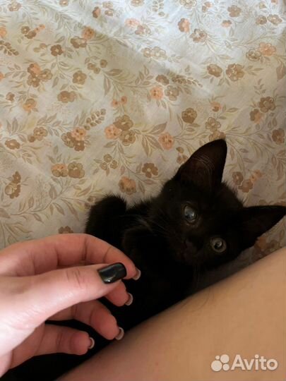 Кошка в дар
