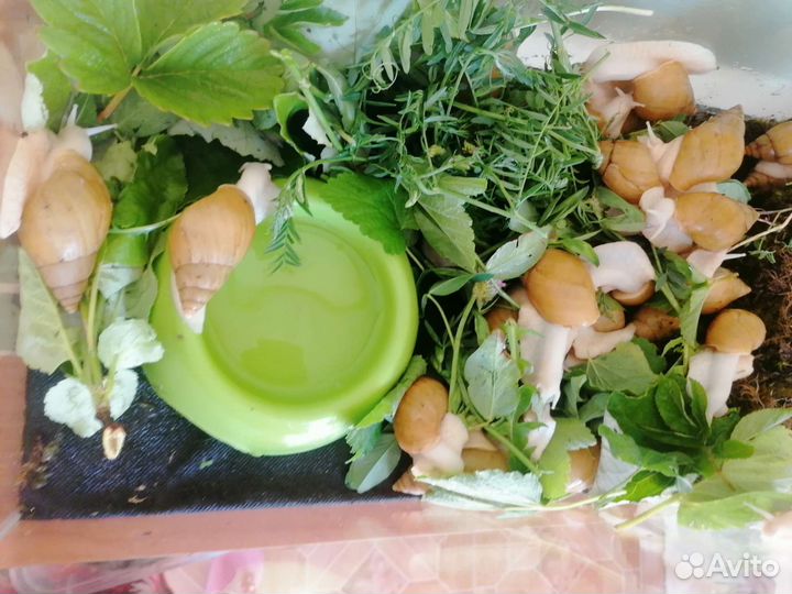Улитки ахатины бесплатно
