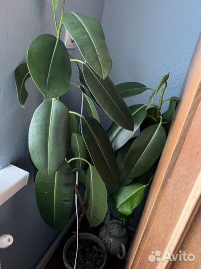 Фикус цветок