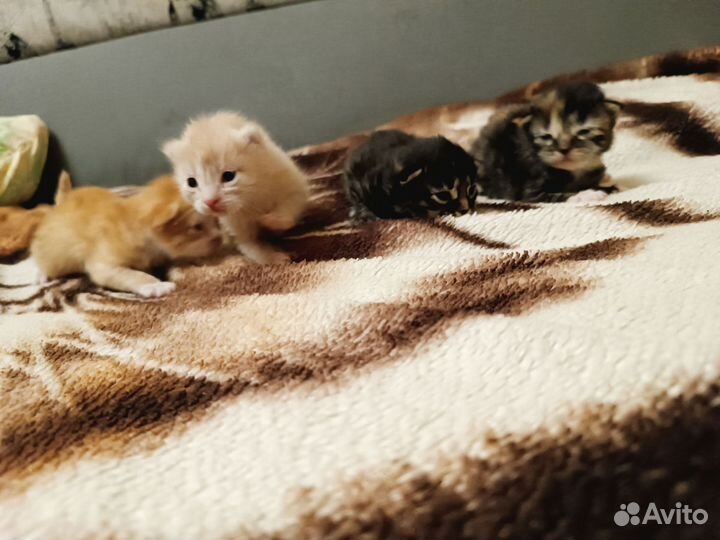 Котята в добрые руки