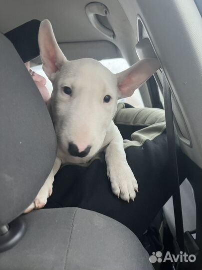 Стандартный бультерьер