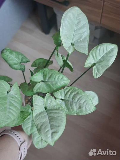 Церопегия вуду, сингониумы, фикусы