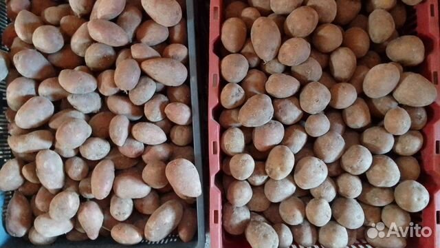Семенной картофель купить в Красноярске | Товары для дома и дачи | Авито