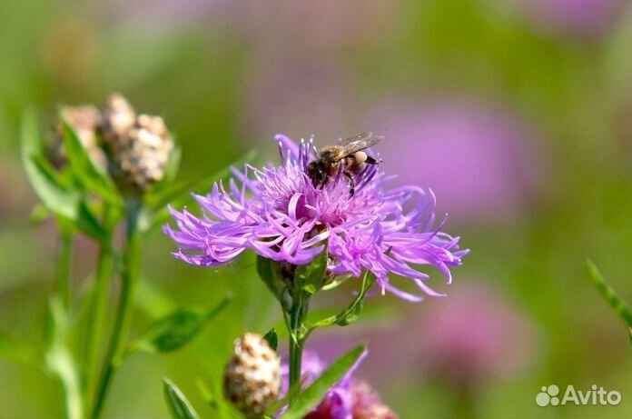 Мёд натуральный оптом