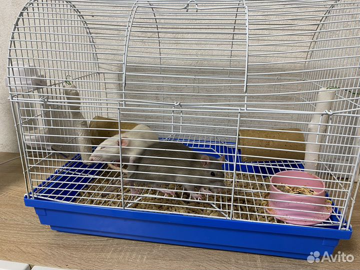 Клетка с крысками дамбо