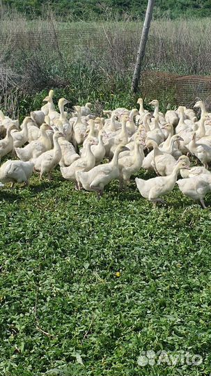 Гусята Линда