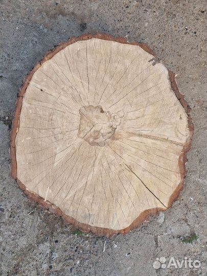Спил сухой берёзовый. 70см