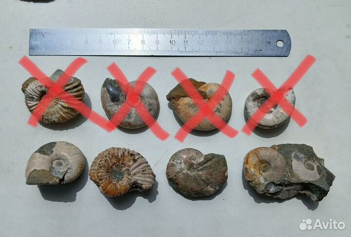 Аммониты в коллекцию