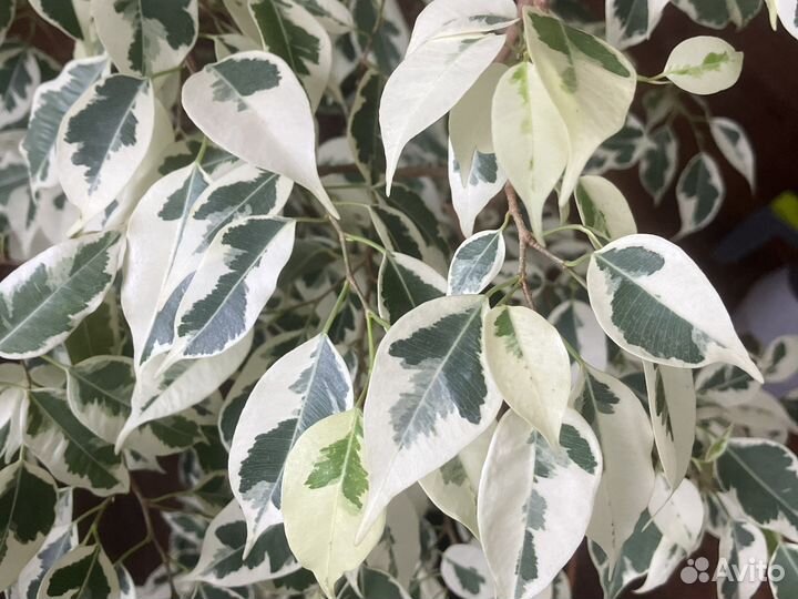 Фикус де гантель