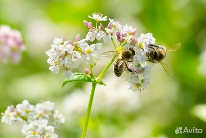 Мед Алтайский оптом