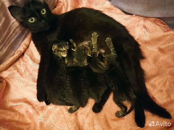 Котята в добрые руки бесплатно