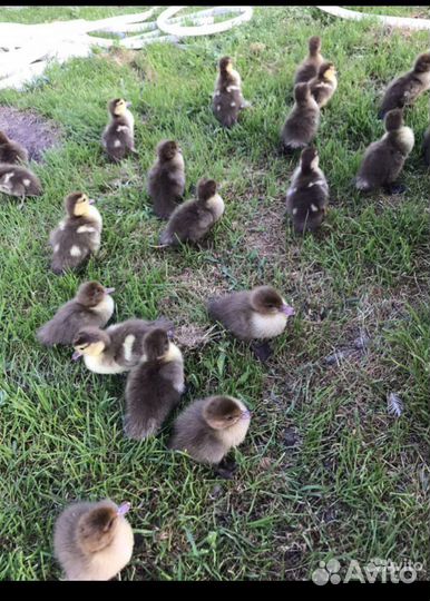 Утки красный бык