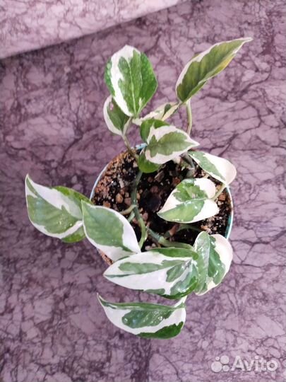 Сциндапсус энджой