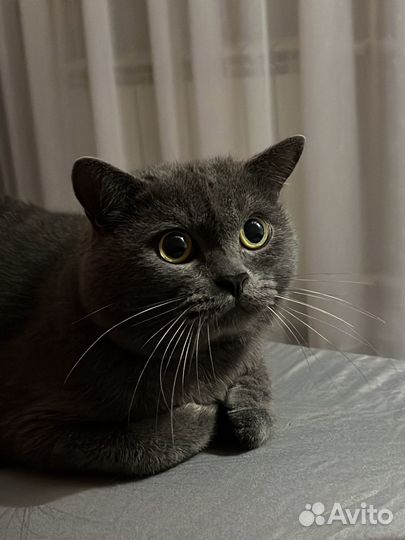 Кот для вязки