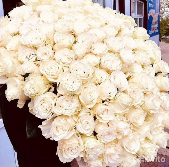 Высокие розы Гигантские Розы 150 160 170 180 190см