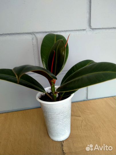 Фикус каучуконосный эластика Мелани (Melani)