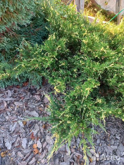 Можжевельник вариегатный