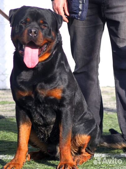 Вязка ротвейлера