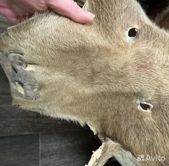 Шкура медведя имитация