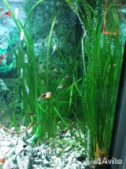 Растения криптокарина и улитки Хелены