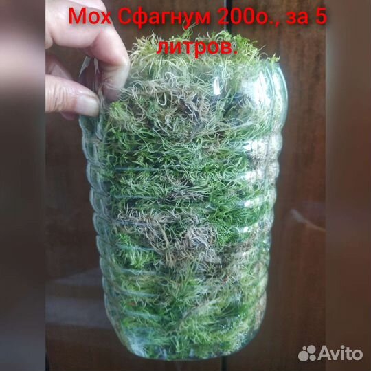 Фикус Милена, филодендроны