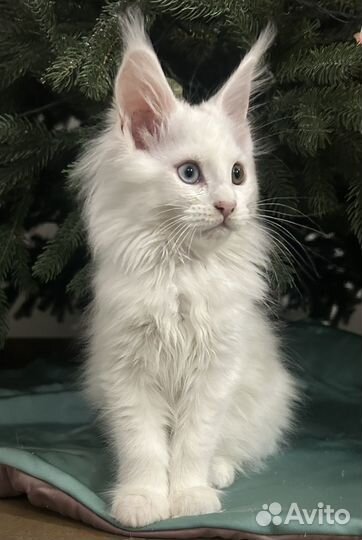 Котята мейн-кун