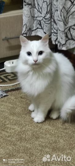 Кошачья шерсть продаю