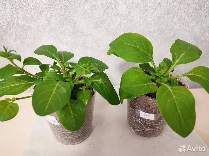 Рассада петунии