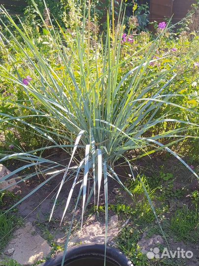 Элимус песчаный