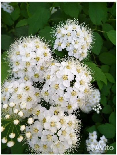 Саженцы ежевики и желтой малины