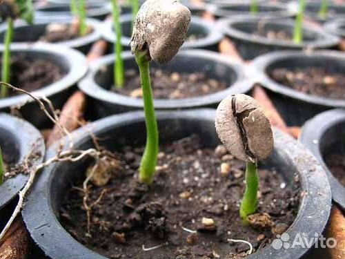 Кофе Арабика (кофейное дерево)