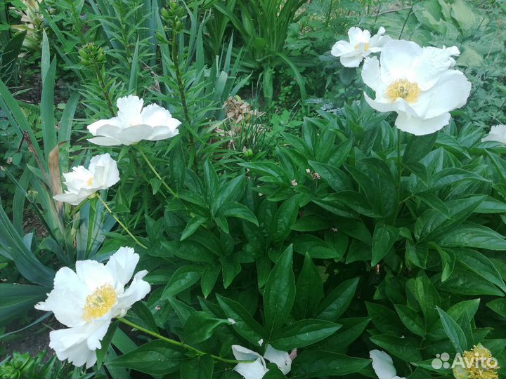 Многолетники цветущие