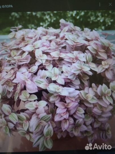 Каллизия розовая пантера