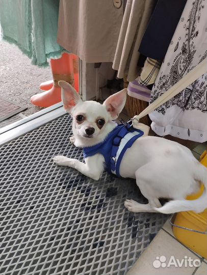 Чей потеряшка