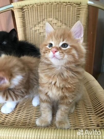 Котята курильского бобтейла